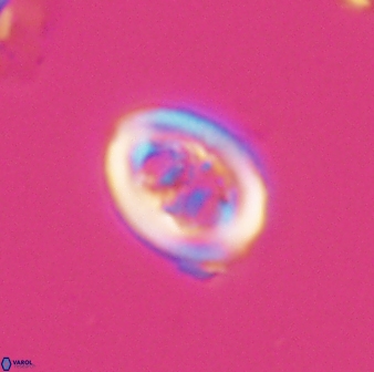 Chiastozygus spissus 7883