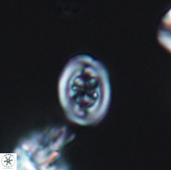 Chiastozygus spissus 8038