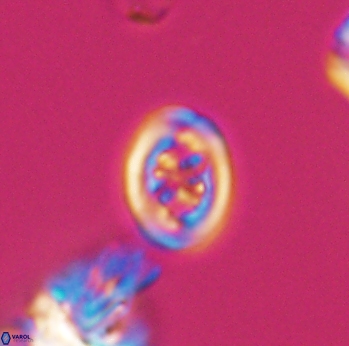 Chiastozygus spissus 8039