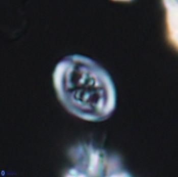 Chiastozygus spissus 8040