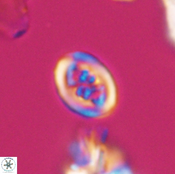 Chiastozygus spissus 8041