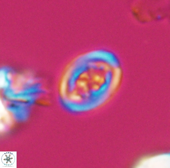 Chiastozygus spissus 8042
