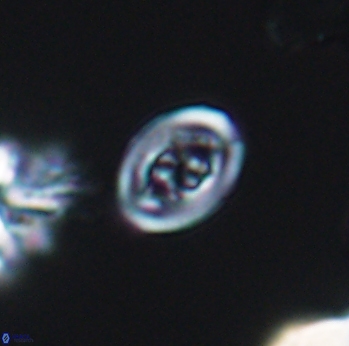 Chiastozygus spissus 8043