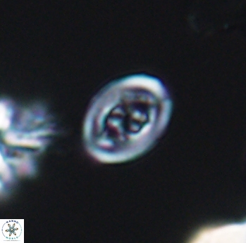 Chiastozygus spissus 8043