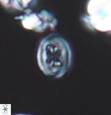 Chiastozygus spissus 11296