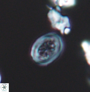 Chiastozygus spissus 11298