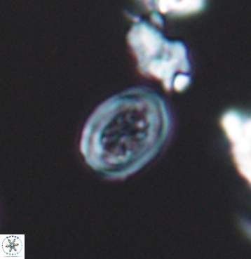 Chiastozygus spissus 11299
