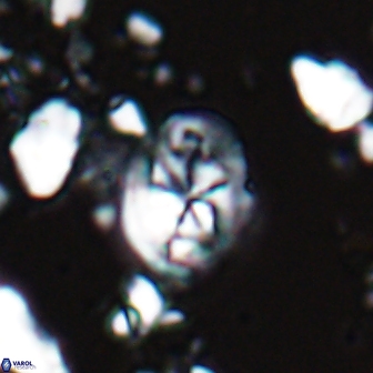 Chiastozygus planus 13294