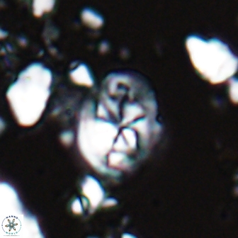 Chiastozygus planus 13294