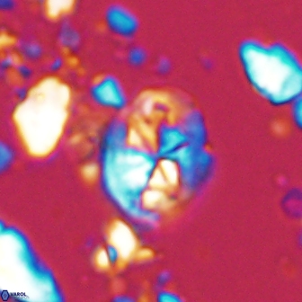 Chiastozygus planus 13295