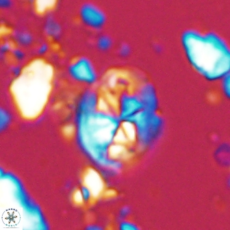 Chiastozygus planus 13295