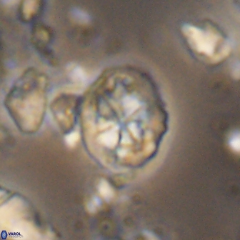 Chiastozygus planus 13298