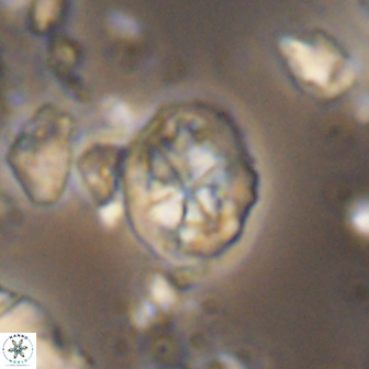 Chiastozygus planus 13298