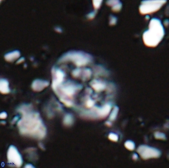 Chiastozygus planus 13299