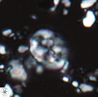 Chiastozygus planus 13299