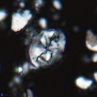 Chiastozygus planus 13292