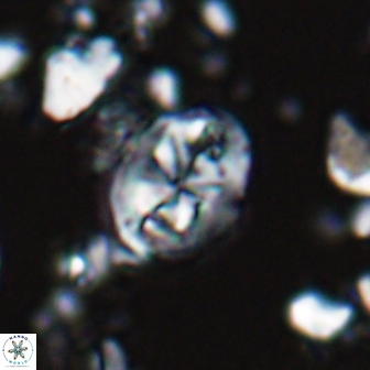 Chiastozygus planus 13292