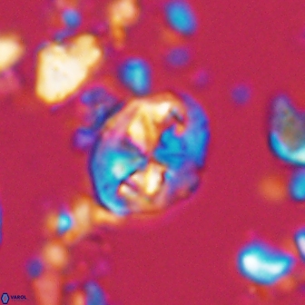 Chiastozygus planus 13293