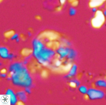 Chiastozygus planus 13300