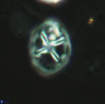 Chiastozygus platyrhethum 2658