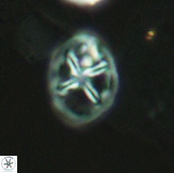 Chiastozygus platyrhethum 2658
