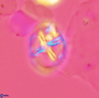 Chiastozygus platyrhethum 2659