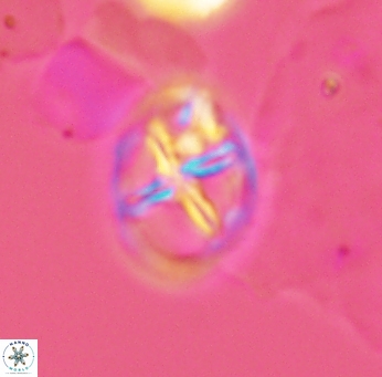 Chiastozygus platyrhethum 2659