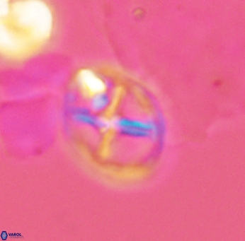 Chiastozygus platyrhethum 2660