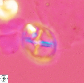 Chiastozygus platyrhethum 2660
