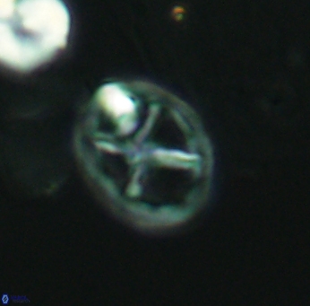 Chiastozygus platyrhethum 2661