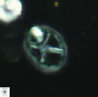 Chiastozygus platyrhethum 2661