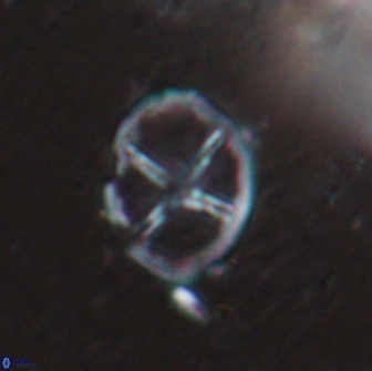 Chiastozygus platyrhethus 14454