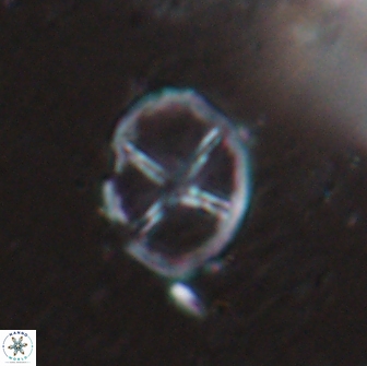 Chiastozygus platyrhethus 14454