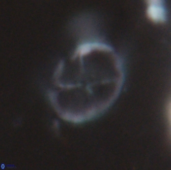 Chiastozygus platyrhethus 14455