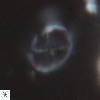 Chiastozygus platyrhethus 14455