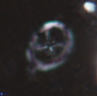 Chiastozygus platyrhethus 14456