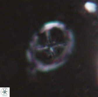 Chiastozygus platyrhethus 14456