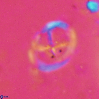 Chiastozygus platyrhethus 14457