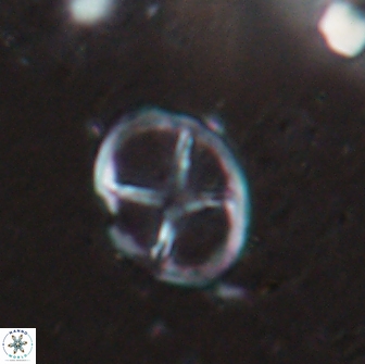Chiastozygus platyrhethus 14451