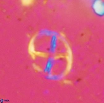 Chiastozygus platyrhethus 14452