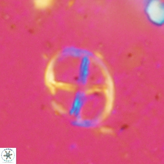 Chiastozygus platyrhethus 14452