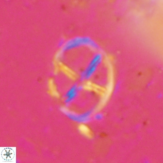 Chiastozygus platyrhethus 14453
