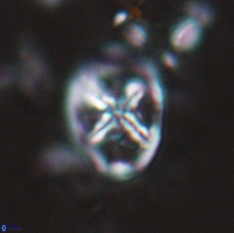 Chiastozygus platyrhethus 14576