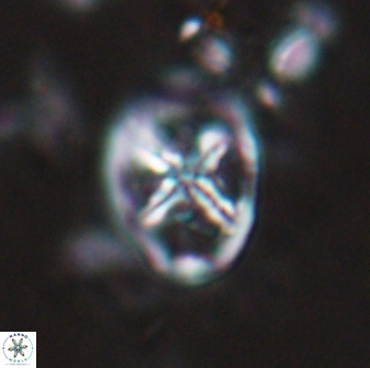 Chiastozygus platyrhethus 14576