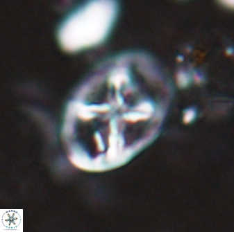 Chiastozygus platyrhethus 14577