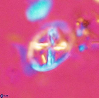 Chiastozygus platyrhethus 14578