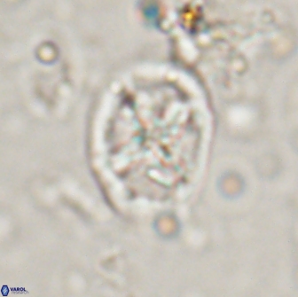 Chiastozygus platyrhethus 14579