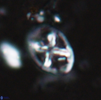 Chiastozygus platyrhethus 14573