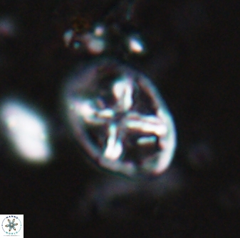 Chiastozygus platyrhethus 14573