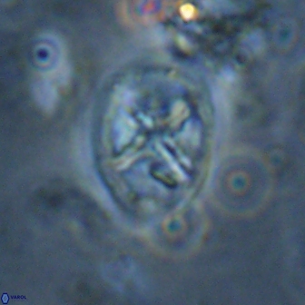 Chiastozygus platyrhethus 14580